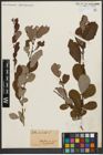 Foto von Salix aurita L.